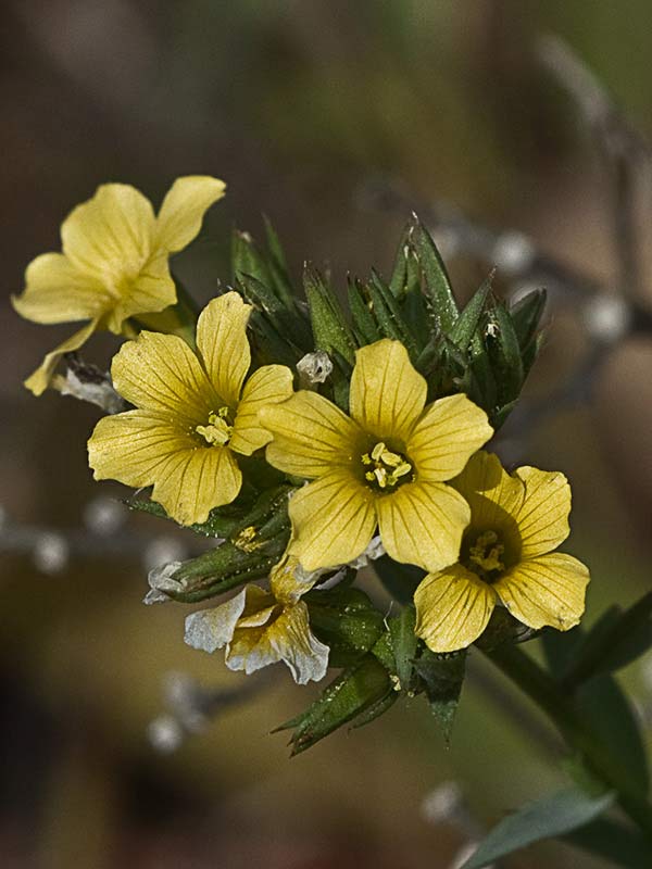 Linillo (Linum strictum)