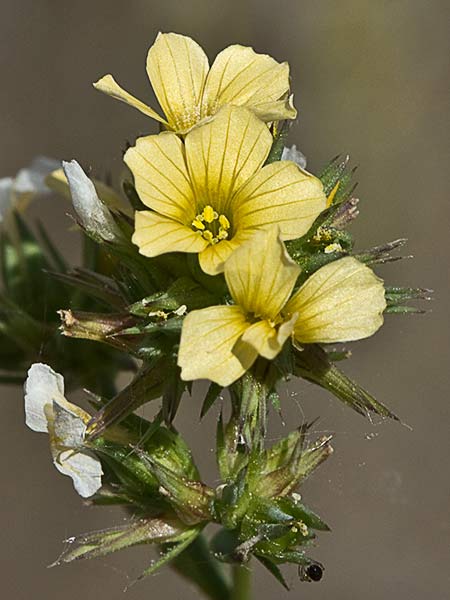 Linillo (Linum strictum)