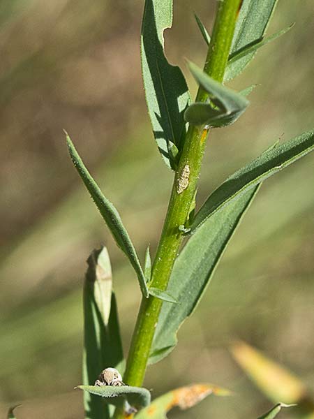 Linillo (Linum strictum)