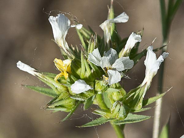 Linillo (Linum strictum)