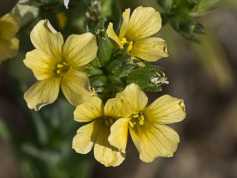 Linillo (Linum strictum)