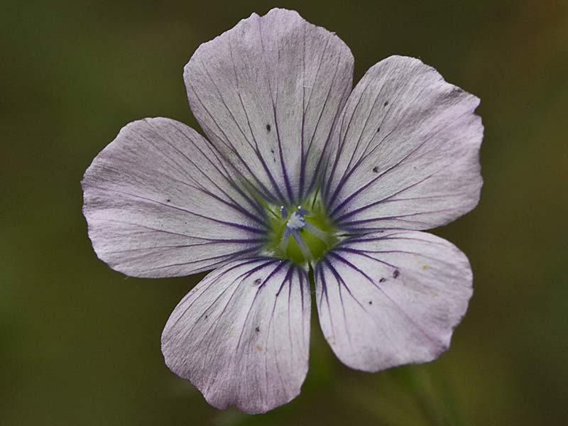 Lino bravo (Linum bienne)