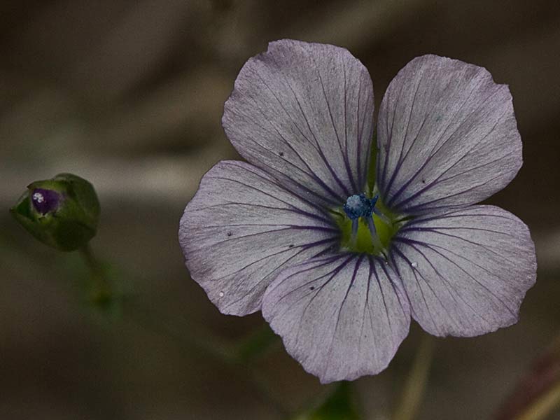 Lino bravo (Linum bienne)