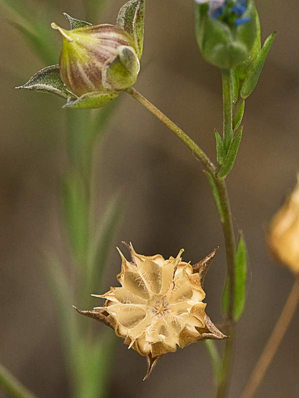 Lino bravo (Linum bienne)