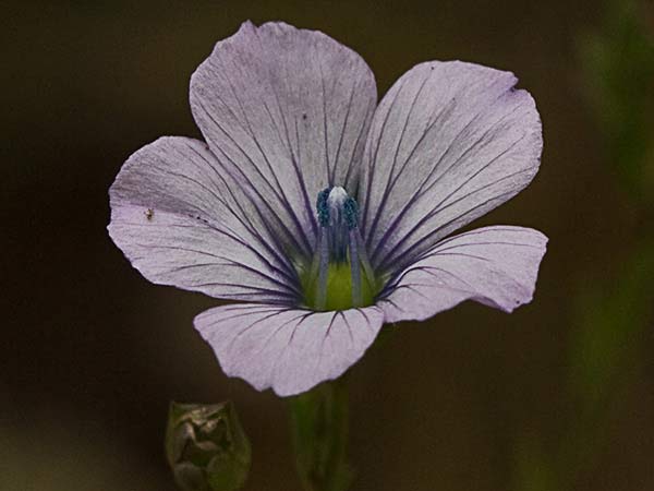 Lino bravo (Linum bienne)