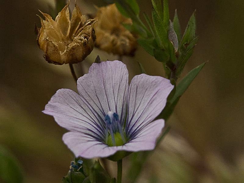 Lino bravo (Linum bienne)