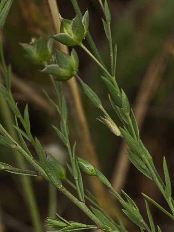 Lino bravo (Linum bienne)