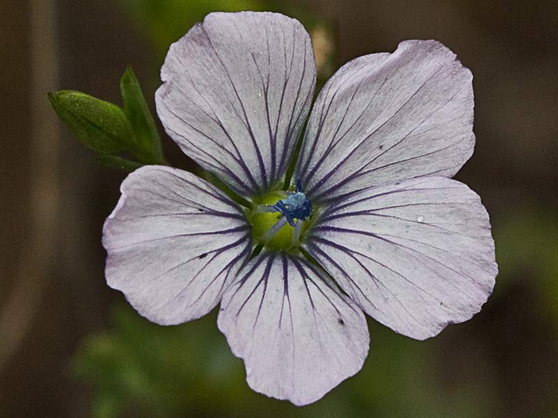 Lino bravo (Linum bienne)