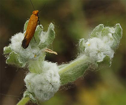 Lino de pastor (Bombycilaena erecta)