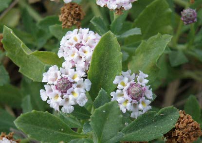 Lipia (Lippia nodiflora)