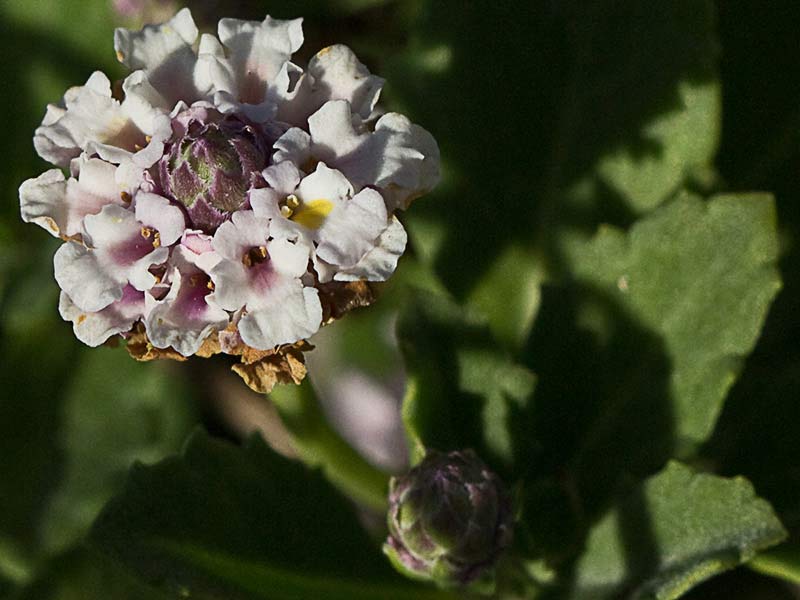 Inflorescencia de la Lipia (Lippia nodiflora, Lippia repens)