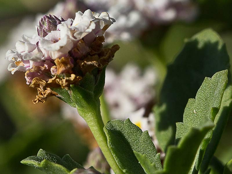 Inflorescencia de la Lipia (Lippia nodiflora, Lippia repens)