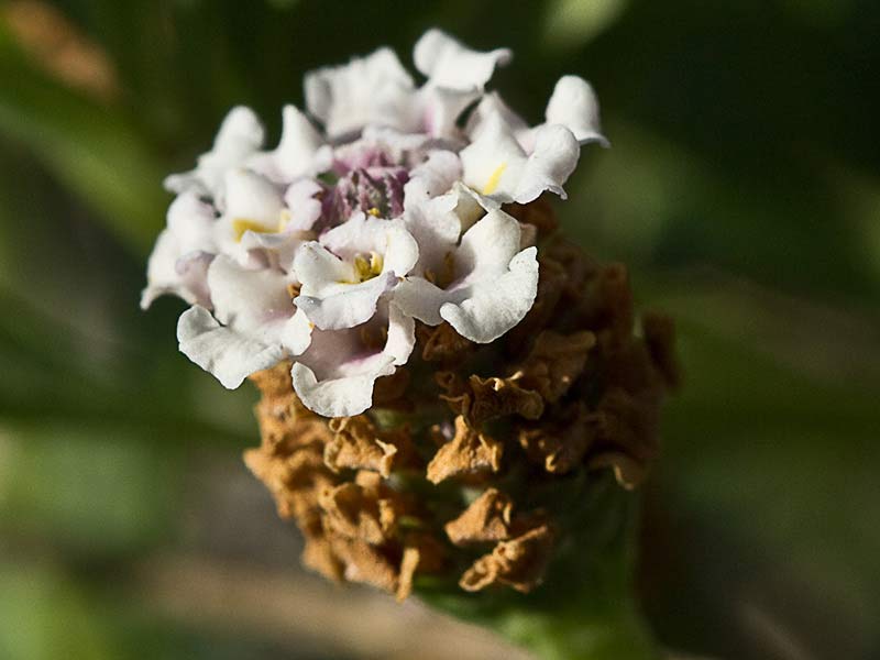 Inflorescencia de la Lipia (Lippia nodiflora, Lippia repens)