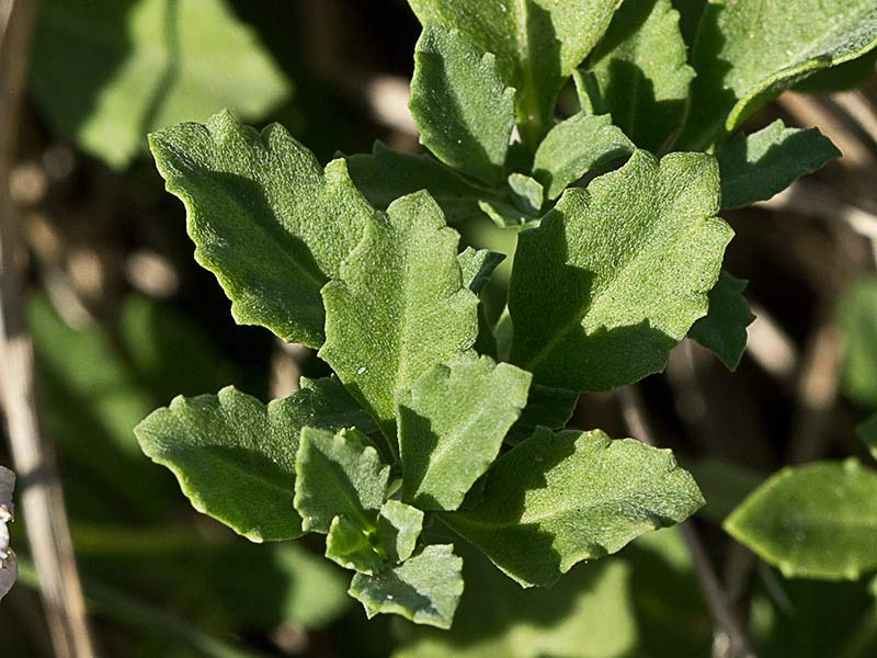 Hojas de la Lipia (Lippia nodiflora, Lippia repens)