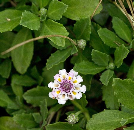 Flor y mata de lipia (Lippia repens)