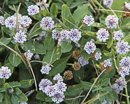 Mata de lipia (Lippia repens)