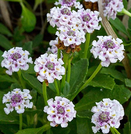 Flores de la lipia