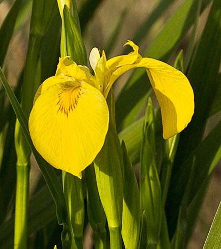 Flor del Lirio Amarillo (Iris pseudacorus)