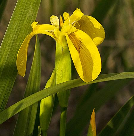 Flor del Lirio Amarillo (Iris pseudacorus)