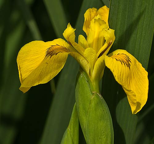 Lirio amarillo (Iris pseudacorus)