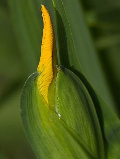 Lirio amarillo (Iris pseudacorus)