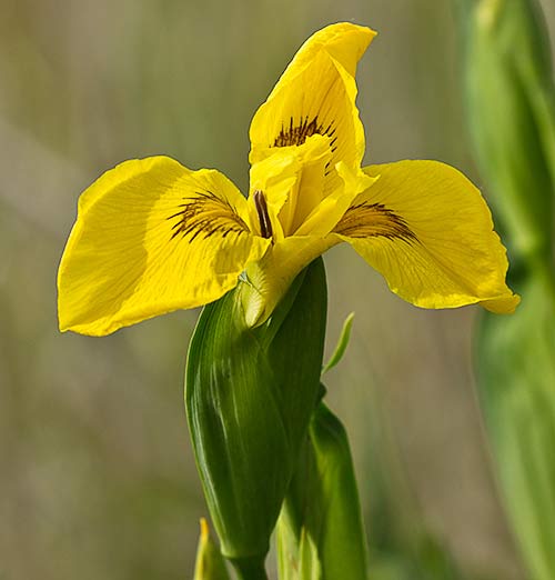 Lirio amarillo (Iris pseudacorus)