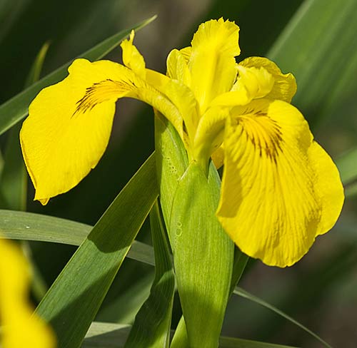Lirio amarillo (Iris pseudacorus)