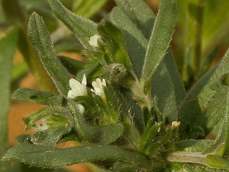 Litospermo (Buglossoides arvensis)