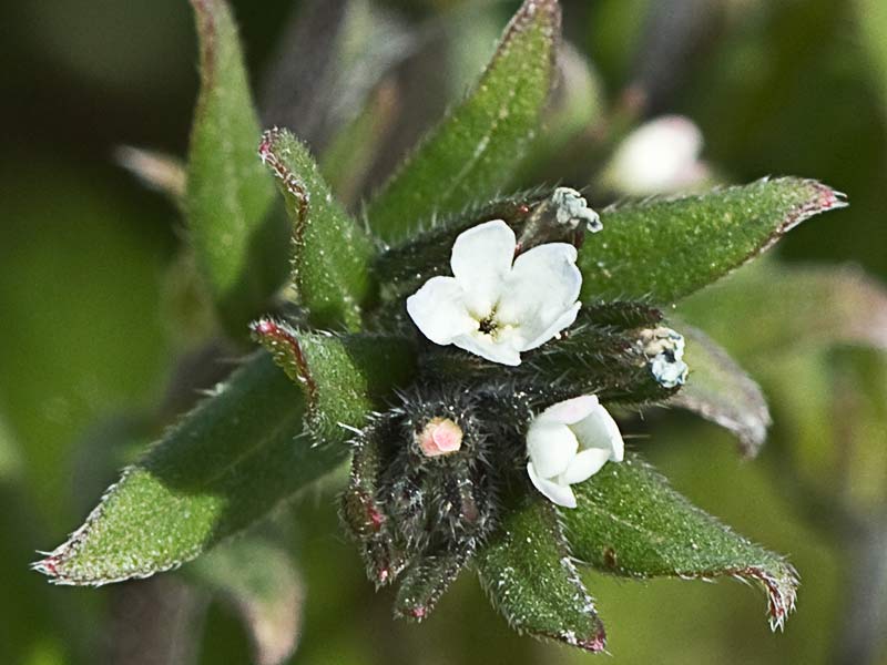 Litospermo (Buglossoides arvensis)