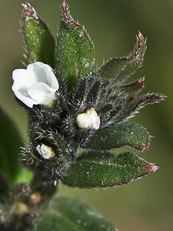 Litospermo (Buglossoides arvensis)