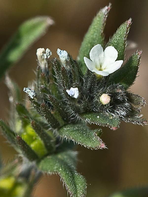 Litospermo (Buglossoides arvensis)