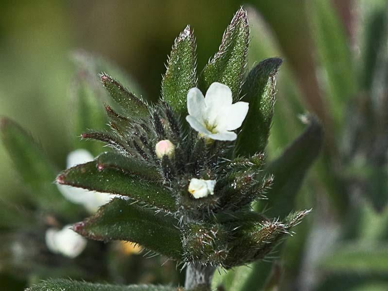 Litospermo (Buglossoides arvensis)