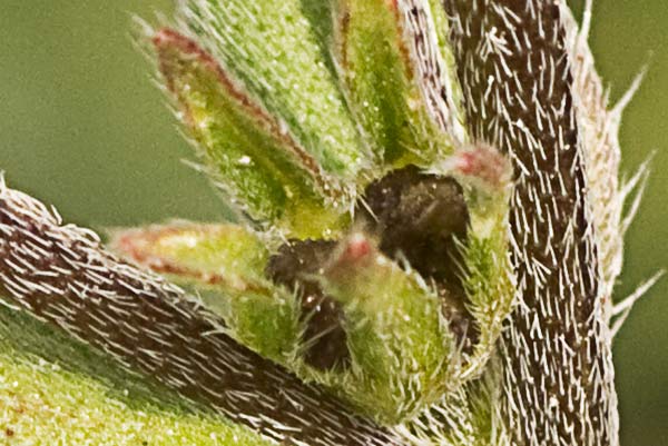 Litospermo (Buglossoides arvensis)