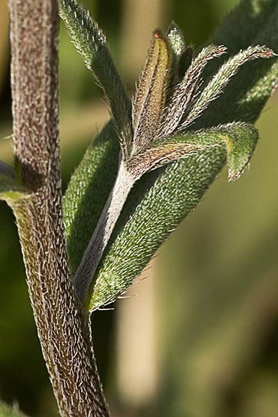 Litospermo (Buglossoides arvensis)