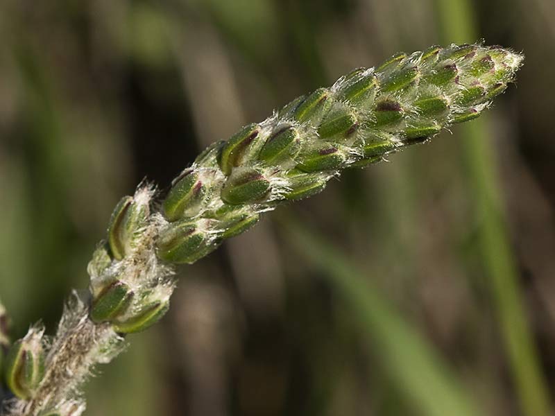 >Llantén blanco o canoso (Plantago albicans)