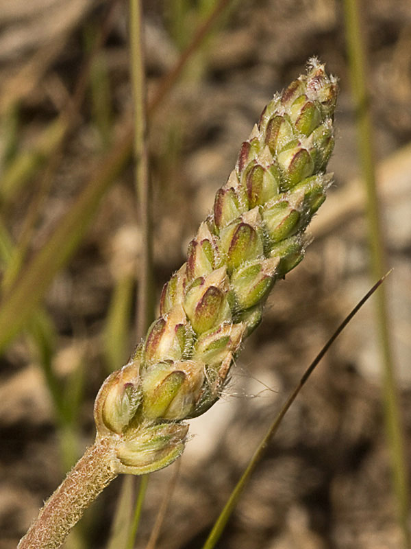 >Llantén blanco o canoso (Plantago albicans)