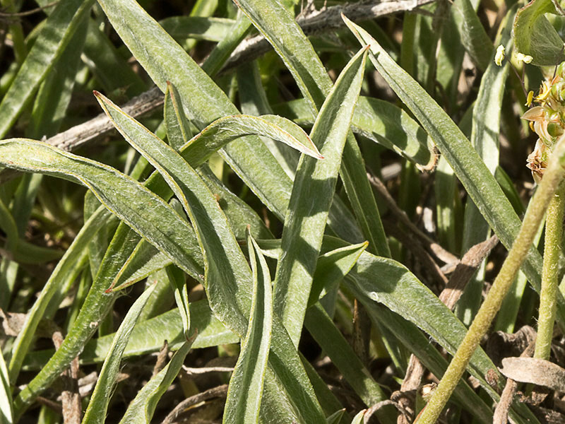 >Llantén blanco o canoso (Plantago albicans)