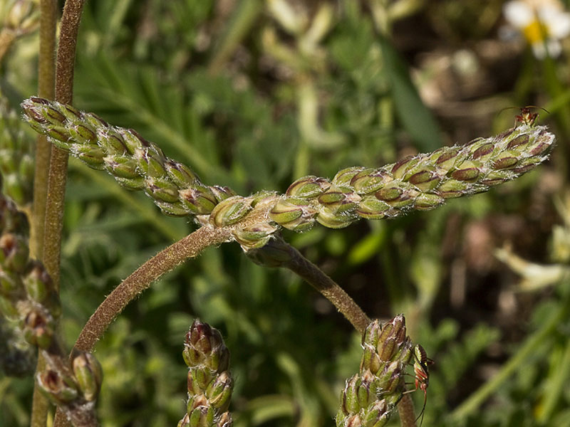 >Llantén blanco o canoso (Plantago albicans)