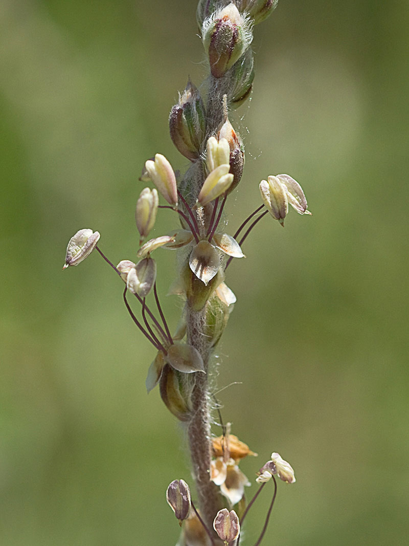 >Llantén blanco o canoso (Plantago albicans)