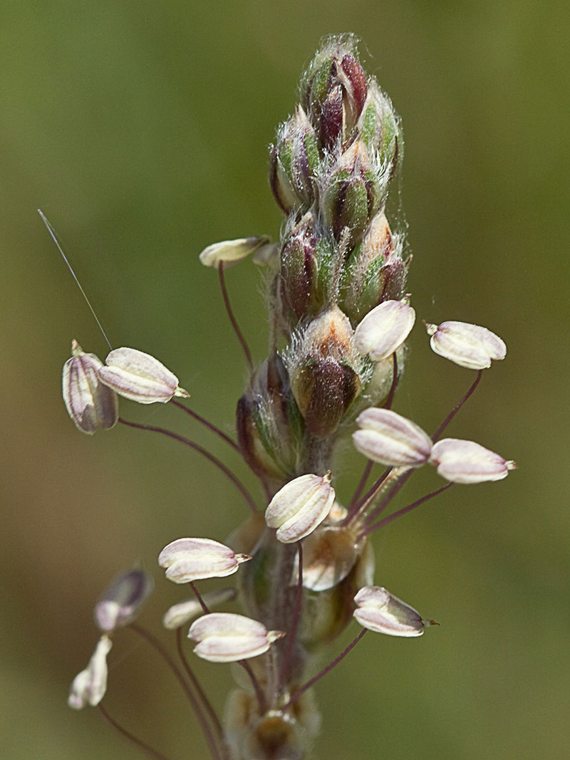 >Llantén blanco o canoso (Plantago albicans)
