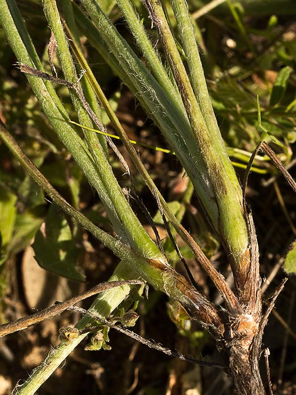 >Llantén blanco o canoso (Plantago albicans)