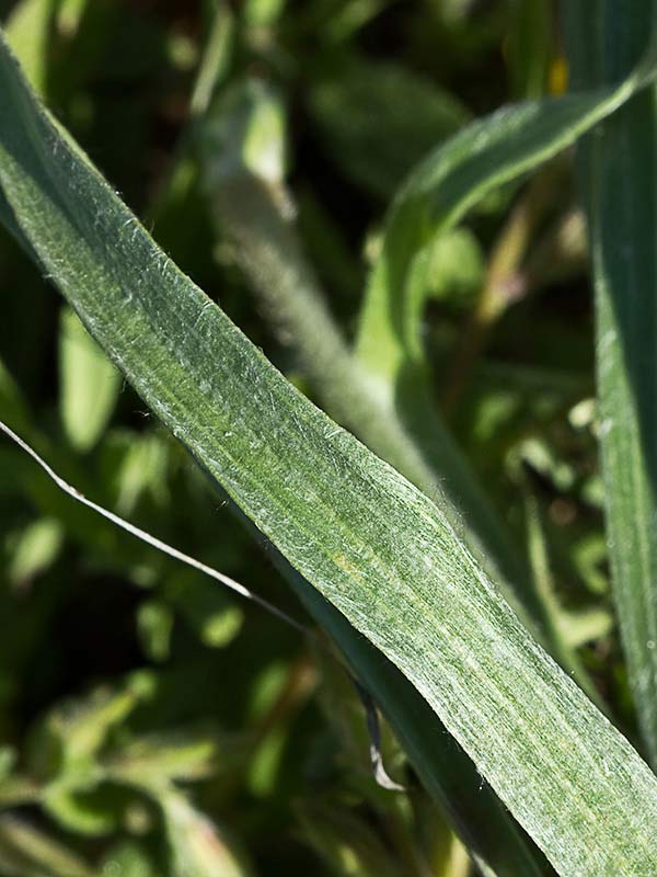 >Llantén blanco o canoso (Plantago albicans)