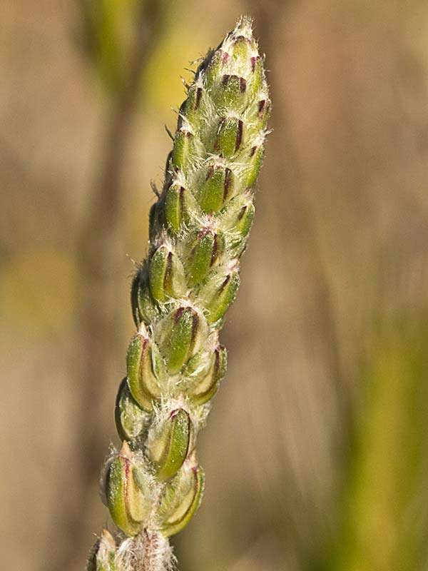 >Llantén blanco o canoso (Plantago albicans)