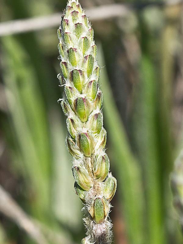>Llantén blanco o canoso (Plantago albicans)