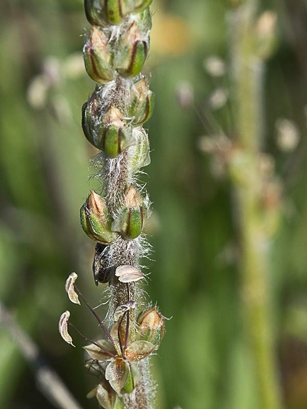 >Llantén blanco o canoso (Plantago albicans)