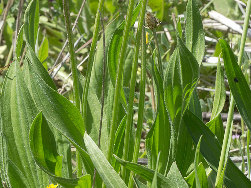 >Llantén lanceolado (Plantago lanceolata)