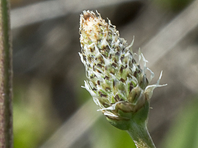 >Llantén lanceolado (Plantago lanceolata)