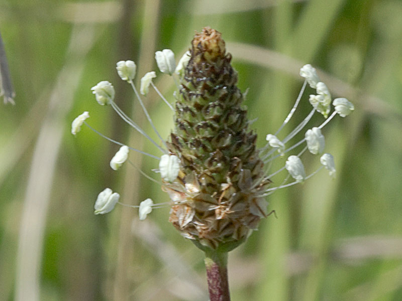 >Llantén lanceolado (Plantago lanceolata)