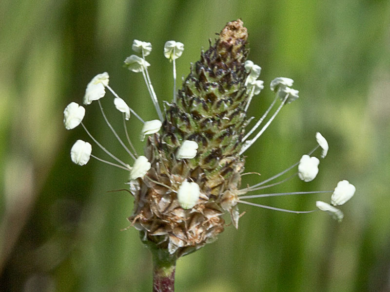 >Llantén lanceolado (Plantago lanceolata)