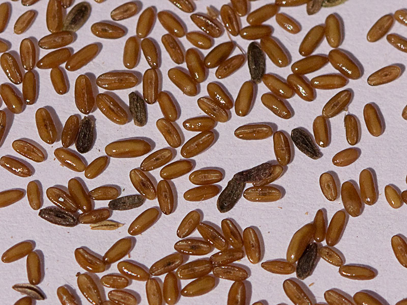 >Semillas del Llantén lanceolado (Plantago lanceolata)